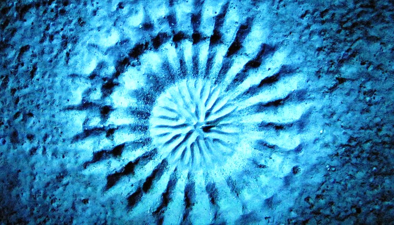 The circular nest of the white-spotted pufferfish