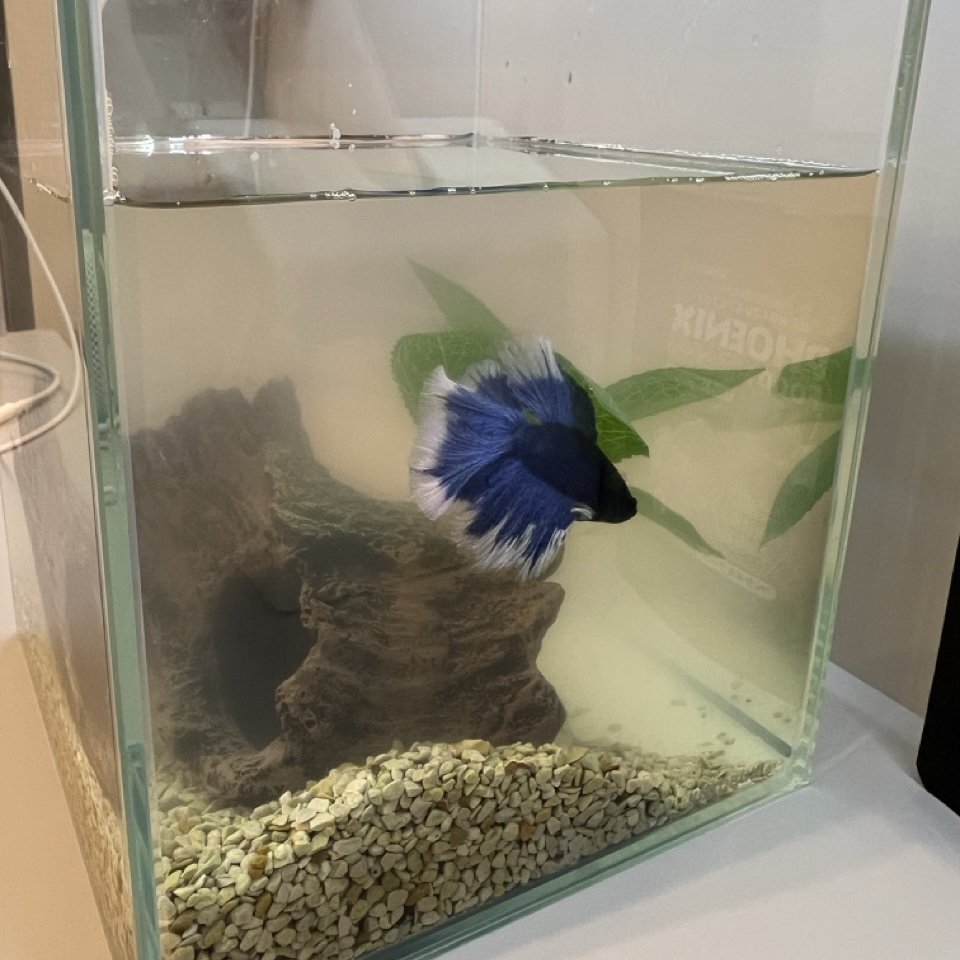 A blue betta fish with white-tipped fins, swimming in a fish tank
