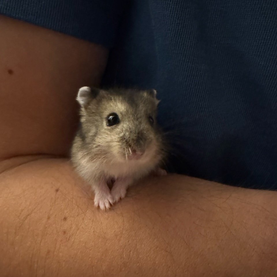 A baby hamster sitting in my elbow