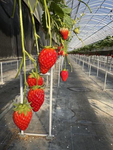 Delicious strawberries waiting to be picked.