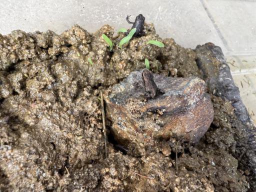 Two frogs in an aquarium tank with lots of mud. One brown frog in the foreground is sitting on a large rock. A second black frog is standing up against the wall in the background.