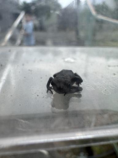 A small, dark frog sits in a glass case, facing the camera.