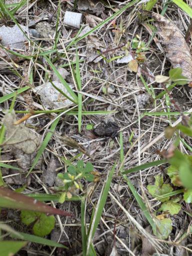 A small frog camouflaged among dried grass and leaves in a garden area. The ground is covered with brittle brown leaves, green blades of grass, and small clusters of yellow flowers.