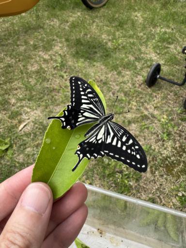 A black and white butterfly rests on a bright green leaf held by a persons hand. Its wings are outstretched.