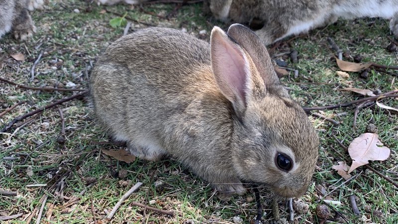 A baby bunny has come out for a bite to eat