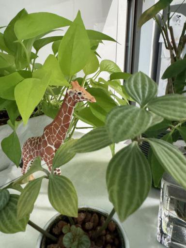 A small giraffe figurine is nestled among vibrant green houseplants on a windowsill. The giraffe has a brown and white pattern, standing out against the lush leaves.