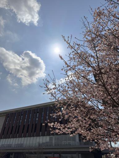 A building with a modern design features dark vertical panels and large windows. In the foreground, a tree with pink blossoms is in full bloom. The sky is mostly clear with a few fluffy clouds, and the sun is shining brightly behind the branches.